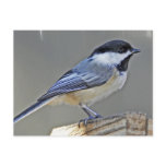 Black Capped Chickadee Postcard