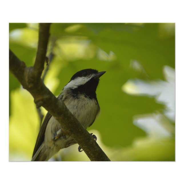 BLACK-CAPPED CHICKADEE POSTER (Front)