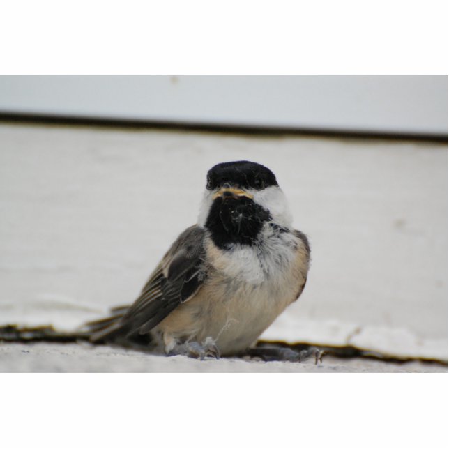 Black capped chickadee sculpture (Front)
