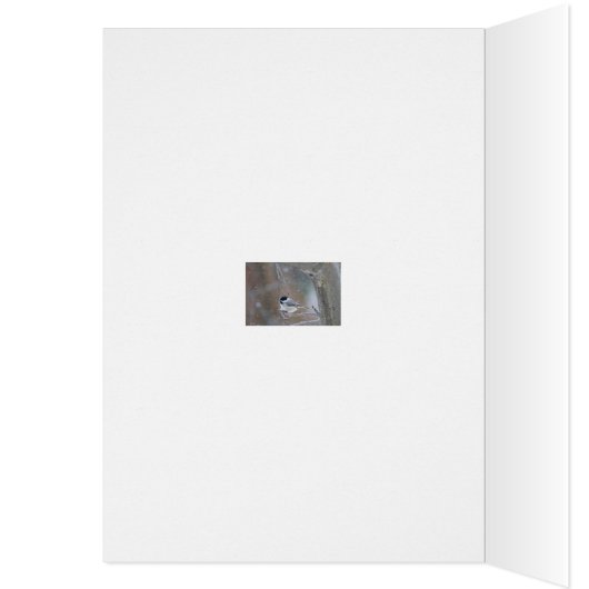 Black-capped Chickadee - Songbird (Inside (Left))