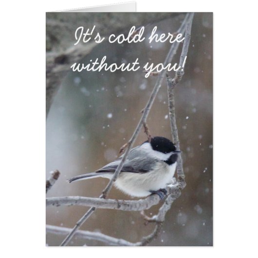Black-capped Chickadee - Songbird Cards (Front)