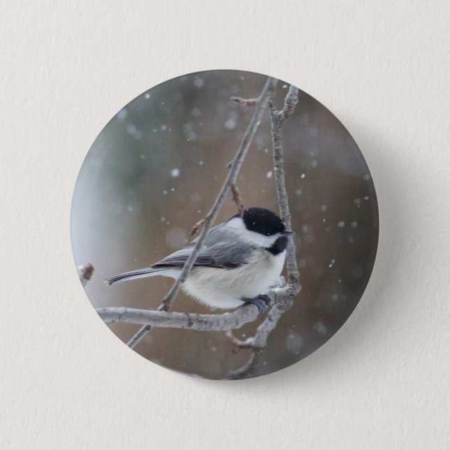 Black-capped Chickadee - Songbird Pinback Button (Front)