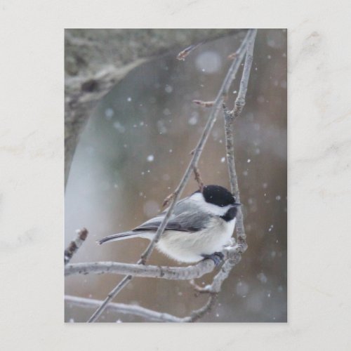 Black_capped Chickadee _ Songbird Postcard