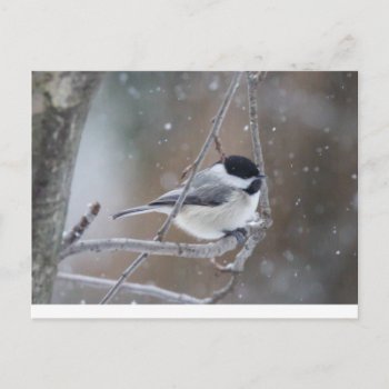 Black-capped Chickadee - Songbird Postcard by CarolsCamera at Zazzle