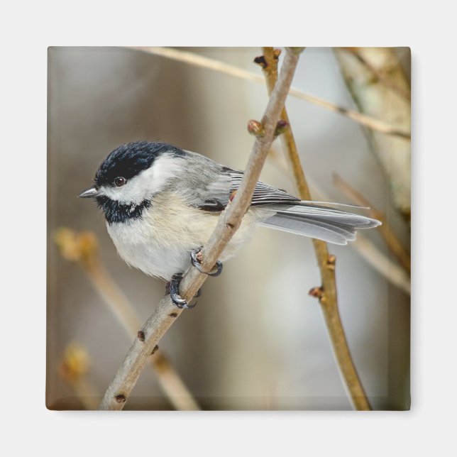 Black Capped Chickadee Square Magnet (Front)