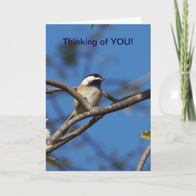 Black-capped Chickadee, Thinking of You Card (Front)