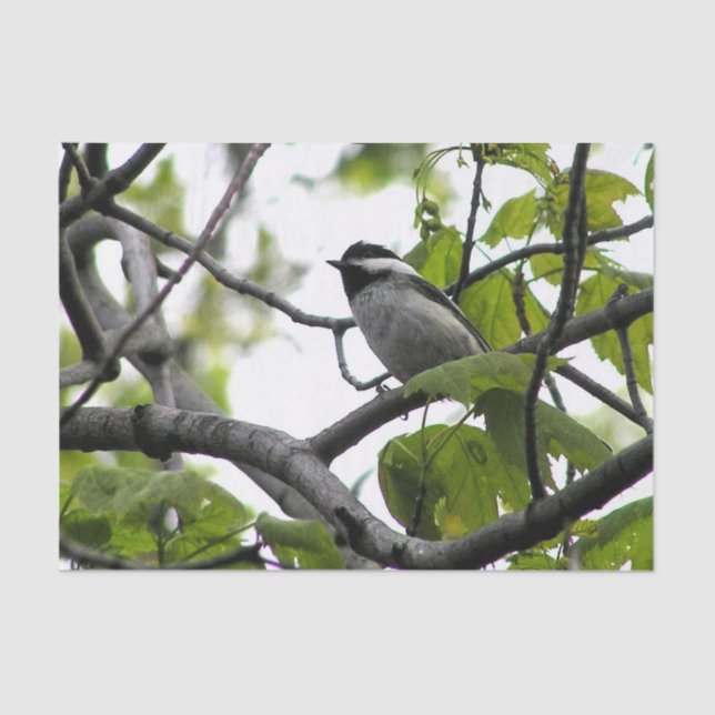 Black Capped Chickadee Tissue Paper (Front)