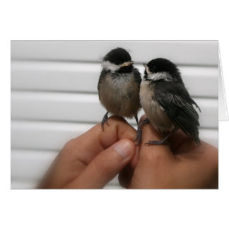 Black Capped Chickadees Cards