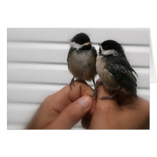 Black Capped Chickadees Cards (Front Horizontal)