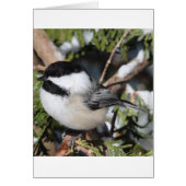 Black-capped Cickadee (Front)