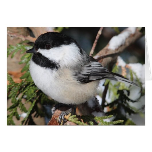 Black-capped Cickadee Cards (Front Horizontal)
