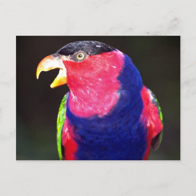Black-capped lori postcard (Front)