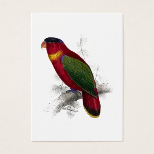 Black-Capped Lory by Edward Lear (Front)