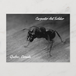 Black Carpenter Ant Soldier Aggressive Posture Postcard