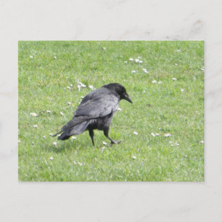 Black Carrion Crow Postcard