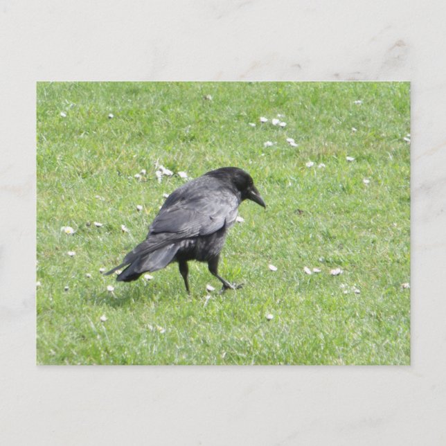 Black Carrion Crow Postcard (Front)