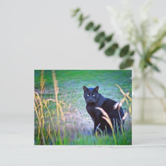 Black Cat (Standing Front)