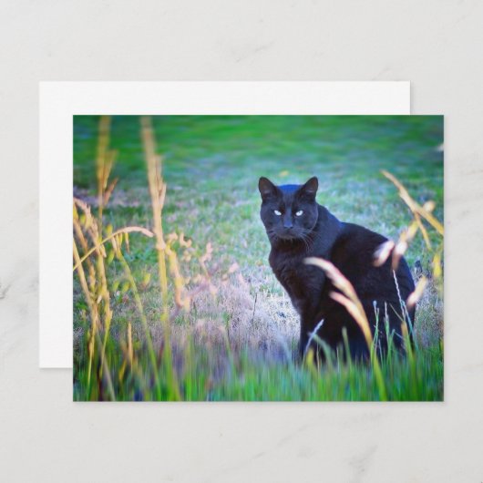 Black Cat (Front/Back)