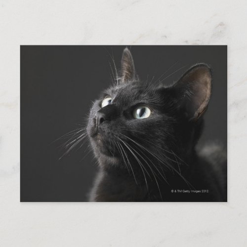 Black cat against black background close_up postcard