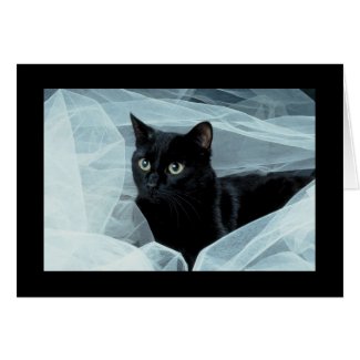 Black Cat All Occasion Card