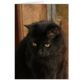 Black Cat, Amber Eyes, Earth Tones Textured Back (Front)