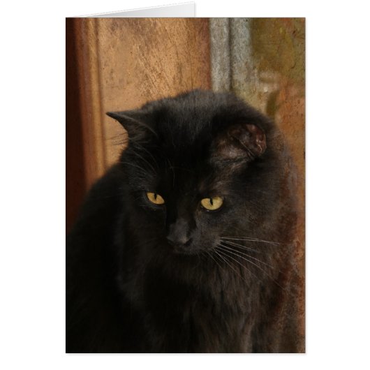 Black Cat, Amber Eyes, Earth Tones Textured Back (Front)