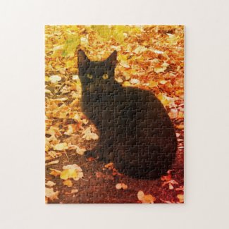 Black Cat Aurtumn leaves Photo
