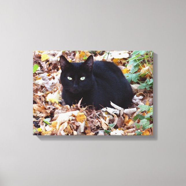 Black Cat  Autumn Photo  Single Canvas Print (Front)