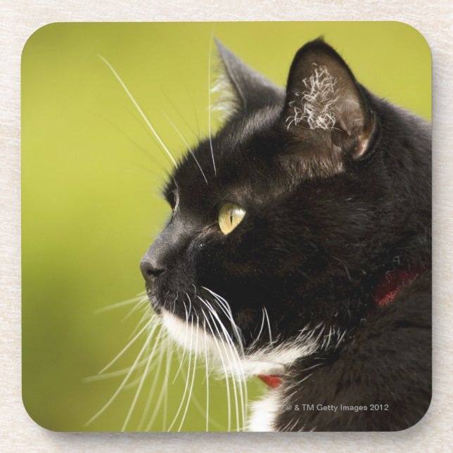 Black Cat Beverage Coaster (Front)