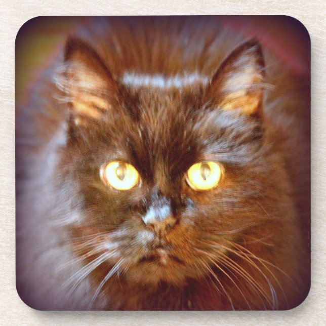 black cat beverage coaster (Front)