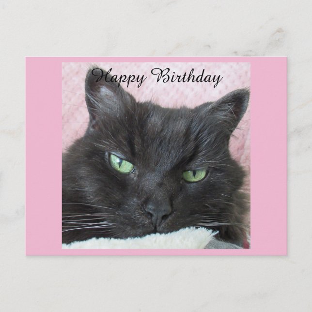 Black Cat Birthday Postcard (Front)