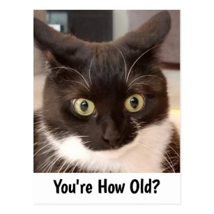 Black Cat Birthday Cards | Zazzle