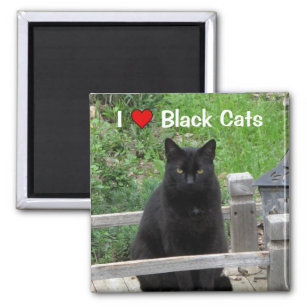 Black Cat Bridge I Love Black Cats Magnet