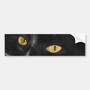 Black cat bumper sticker