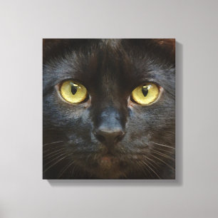 Black cat canvas print
