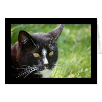 Black Cat Card by pulsDesign at Zazzle