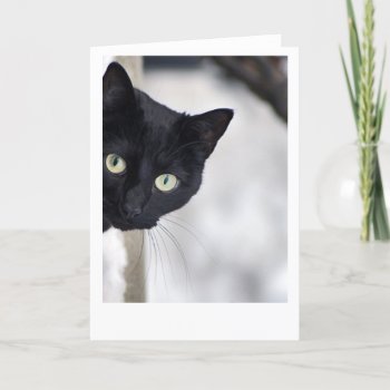 Black Cat Card by Madddy at Zazzle