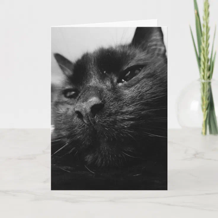 Black Cat Card Zazzle