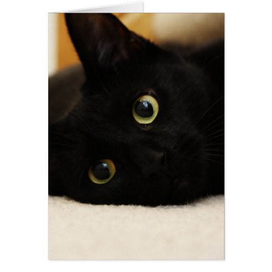 Black Cat Cards (Front)