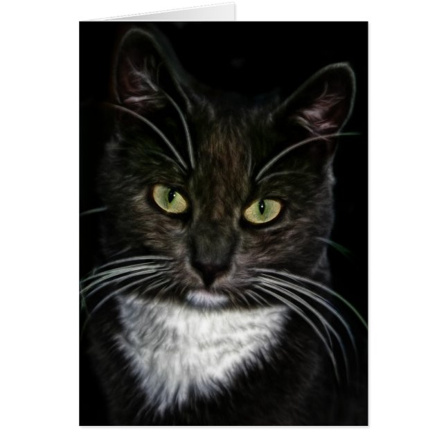 Black Cat Cards (Front)