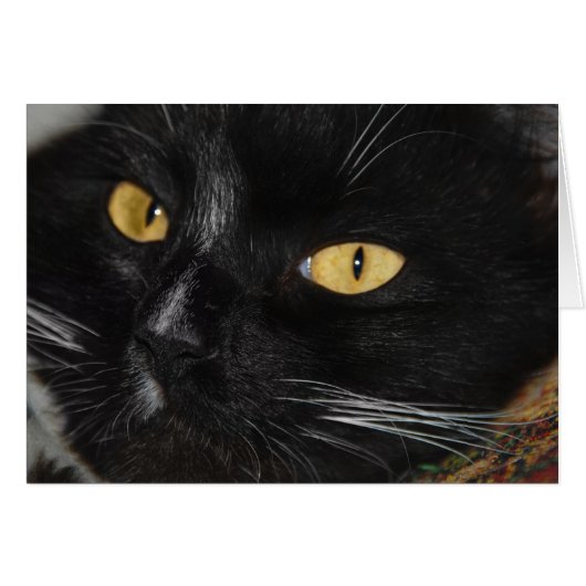Black cat cards (Front Horizontal)