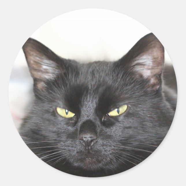 Black Cat Classic Round Sticker (Front)
