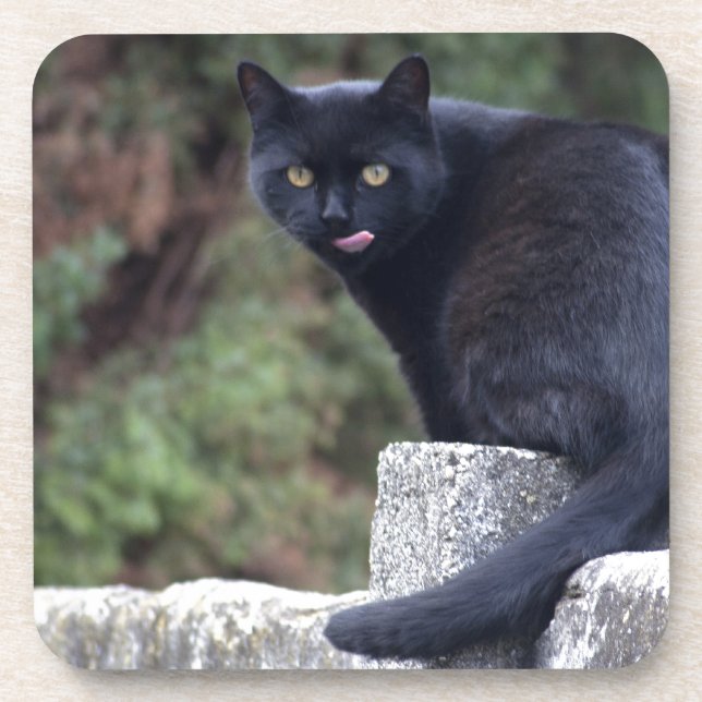 Black Cat Coaster (Front)