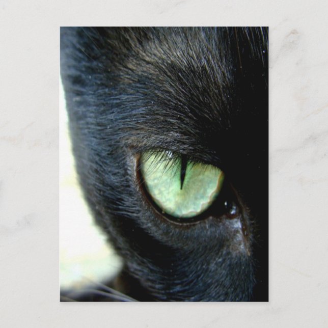 Black Cat Eye Postcard (Front)