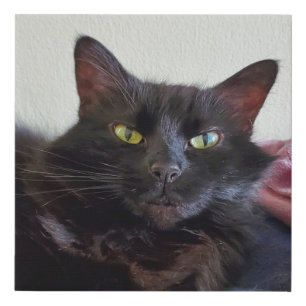 Black Cat Faux Canvas Print