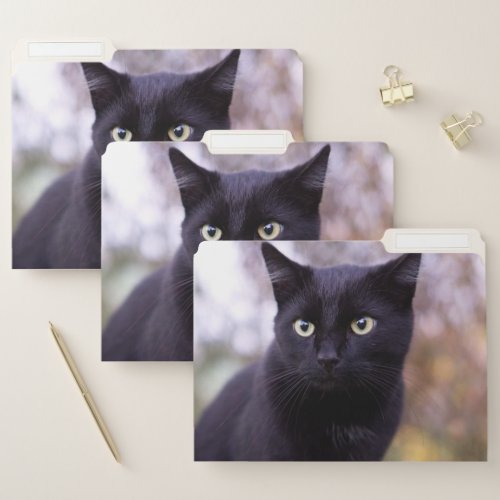 black cat file folder