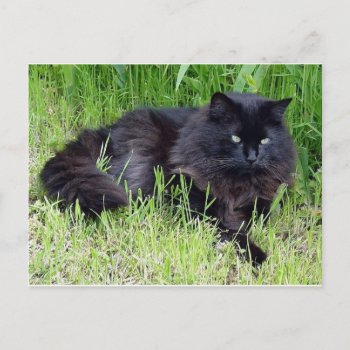 Black Cat Fluffy Long Hair Feline Regal Proud Postcard by EDDESIGNS at Zazzle
