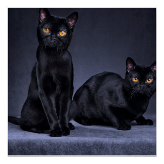 black cat Glossy Poster