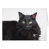 Black Cat greeting card (Front Horizontal)