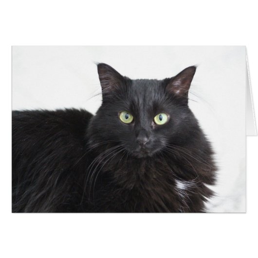 Black Cat greeting card (Front Horizontal)